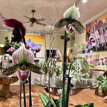 Chadwick & Son Orchids - Lady Slippers - Florists Near Me - Richmond, Virginia Chadwick & Son Orchids - Lady Slippers - Florists Near Me - Richmond, Virginia