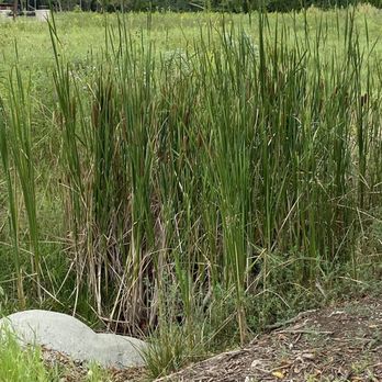 Big Bull Creek Park - Cat tails, I believe - Parks Near Me - Edgerton, Kansas Big Bull Creek Park - Cat tails, I believe - Parks Near Me - Edgerton, Kansas