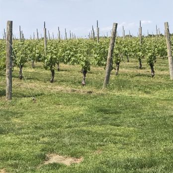 LI Vino Tours - Wine Tours Near Me