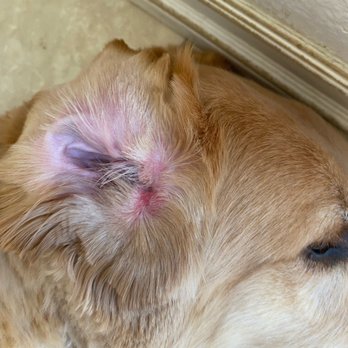 Nancy's Pet Salon - Cut and irritation inside the ear. - Pet Groomers Near Me - Moreno Valley, California Nancy's Pet Salon - Cut and irritation inside the ear. - Pet Groomers Near Me - Moreno Valley, California