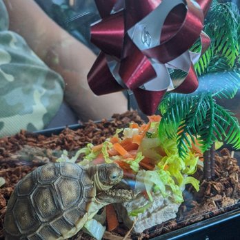 John's Feed 2 - Tortoise - Pet Stores Near Me - Los Angeles, California