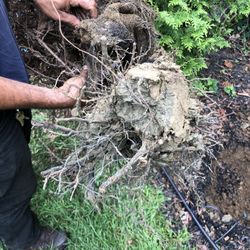 Landex Evergreen Nursery - No roots