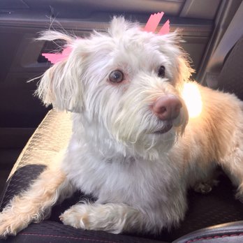 K9 Klipper - Pet Groomers Near Me - Huntington Beach, California