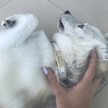 Neo Pet Spa - She came home with this FABULOUS new collar free of charge!! So cute!!!!! - Pet Groomers Near Me - Miami, Florida