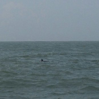 Crazy Sister Marina - Leatherback turtle! - Fishing Near Me - Murrells Inlet, South Carolina Crazy Sister Marina - Leatherback turtle! - Fishing Near Me - Murrells Inlet, South Carolina