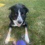 Photo of Joyful Noise Dog Boarding