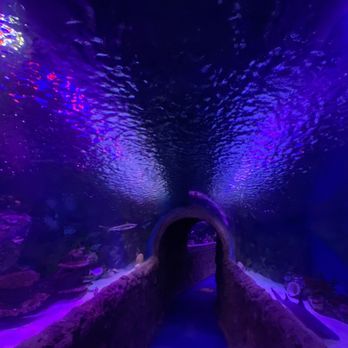 Via Aquarium - Aquariums Near Me - Schenectady, New York Via Aquarium - Aquariums Near Me - Schenectady, New York