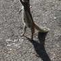 Photo of Streifenhörnchen Mirador de Morro Velosa