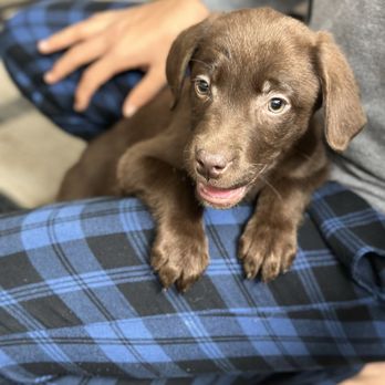 Nohl Ranch Animal Hospital - Veterinarians Near Me - Orange, California Nohl Ranch Animal Hospital - Veterinarians Near Me - Orange, California