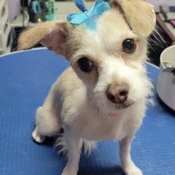 Kim's Passion For Paws - Fresh in salon after grooming - Pet Groomers Near Me - Las Vegas, Nevada
