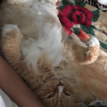 Cat Paws Inn - Pet Sitting Near Me - Surrey, British Columbia Cat Paws Inn - Pet Sitting Near Me - Surrey, British Columbia
