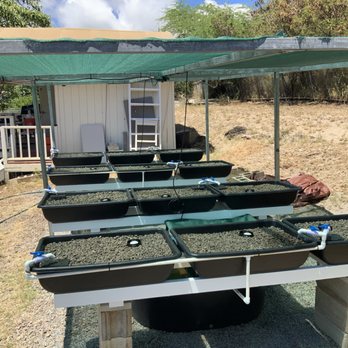 AIEA AQUAPONICS - Updated December 2025 - 99-113 Kihewa Pl, Aiea