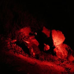 Kangaroo Island - Geführte Wanderung durch den Lebensraum wildlebender Mini-Pinguine, Abends in Kingscote