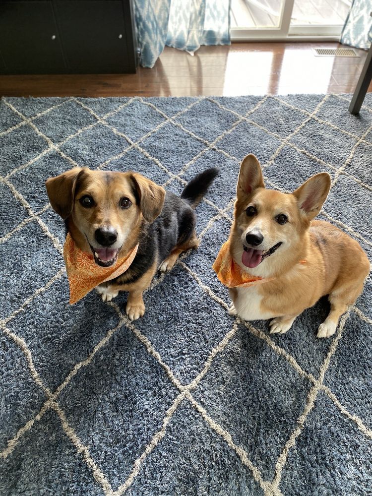 OLD BRIDGE GROOMING SHOP Updated September 2024 13 Photos & 23