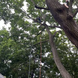 Elite Tree Services