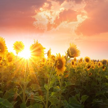 Energy Haven by Odette - Emotion & Body Code Practitioner Reiki Master - Reiki Near Me Energy Haven by Odette - Emotion & Body Code Practitioner Reiki Master - Reiki Near Me
