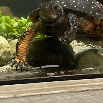 Black Rock Sanctuary - Turtle - Parks Near Me - Phoenixville, Pennsylvania Black Rock Sanctuary - Turtle - Parks Near Me - Phoenixville, Pennsylvania