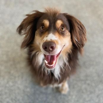 Ruff House Pet Resort - Castiel in the play yard - Pet Training Near Me - Riverside, California