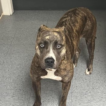 SoCal Veterinary Hospital - SeQQaRa - Veterinarians Near Me - San Marcos, California SoCal Veterinary Hospital - SeQQaRa - Veterinarians Near Me - San Marcos, California