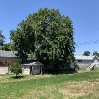 HLI Tree Experts - Tree to be trimmed - Tree Services Near Me HLI Tree Experts - Tree to be trimmed - Tree Services Near Me