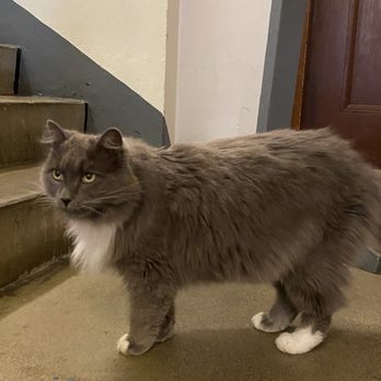 Townsite Brewing - Resident cat - Breweries Near Me - Powell River, British Columbia