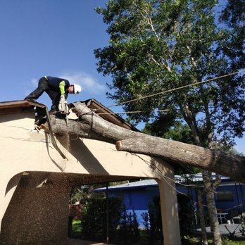 Oscar Tree Services - Dangerous Tree Removal - Tree Services Near Me