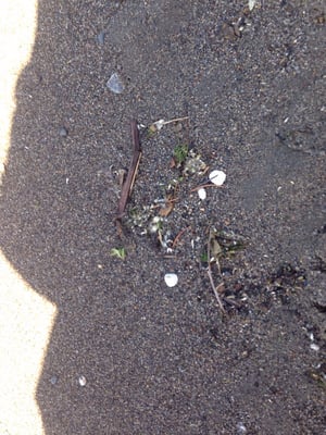 Tiscornia Park by null