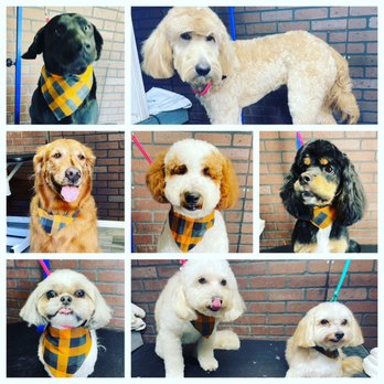 Dapper Dogs Grooming - Grooming for the holidays! - Pet Groomers Near Me - Tracy, California