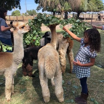 Macedo's Mini Acre - Farm Days! - Local Flavor Near Me - Turlock, California