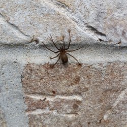 Bug-A-Way Pest Control
