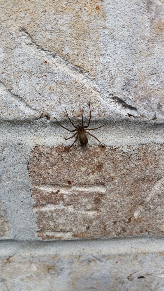 BUGAWAY PEST CONTROL Updated August 2024 7414 E 32nd St, Joplin, Missouri Pest Control