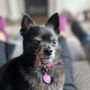 Photo of Bratdogz Pet Spa