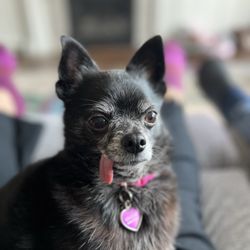Bratdogz Pet Spa - Tiny loves the ladies at Bratdogz!