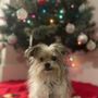 Photo of Pinecrest Animal Hospital