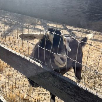 Windmill Farms - Goat - Venues & Event Spaces Near Me - Arroyo Grande, California Windmill Farms - Goat - Venues & Event Spaces Near Me - Arroyo Grande, California