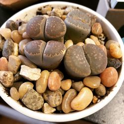 Urban leaf - Lithops, living stones