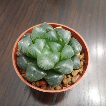 Centre de Jardin Brossard - Haworthia Cooperi Ice Lantern. $12.99. - Nurseries & Gardening Near Me - Brossard, Quebec