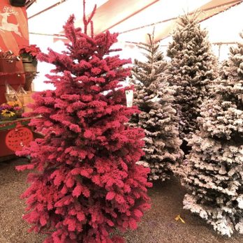 The Great Christmas Tree - Flocked Christmas Trees - Christmas Trees Near Me - Santa Cruz, California The Great Christmas Tree - Flocked Christmas Trees - Christmas Trees Near Me - Santa Cruz, California
