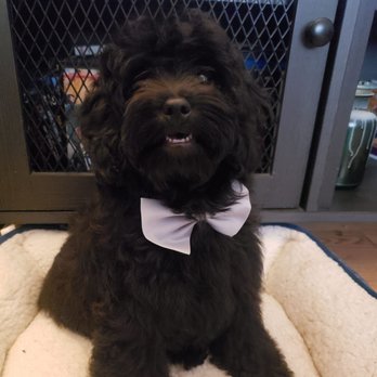 Happy Hound - Chase had his very first hair cut - Pet Groomers Near Me - Oxnard, California
