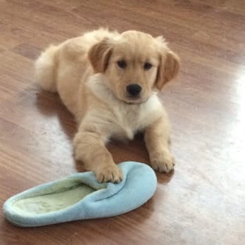 Brandon Lakes Animal Hospital - Mango getting ready for appt! - Veterinarians Near Me - Riverview, Florida