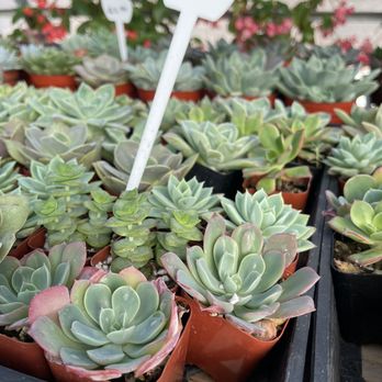 Curby's Nursery - 2in pots - Nurseries & Gardening Near Me - Temecula, California
