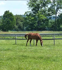 Welcome to Stonecrest Farm! - Welcome to Stonecrest Farm!
Ride all year long at Stonecrest - we have an indoor ring for when weather conditions are less than ideal for riding outside.
Stonecrest Farm is a warm, personal equestrian center providing excellent horse and rider care. Welcome to Stonecrest Farm! - Welcome to Stonecrest Farm!
Ride all year long at Stonecrest - we have an indoor ring for when weather conditions are less than ideal for riding outside.
Stonecrest Farm is a warm, personal equestrian center providing excellent horse and rider care.