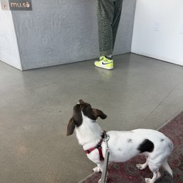 Frida checking out the place (: Frida checking out the place (: