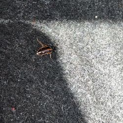 Payless Car Rental - Roach infected