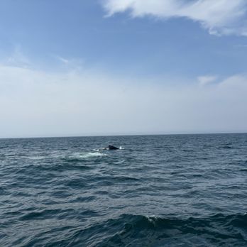 7 Seas Whale Watch - Whale Watching Tours Near Me - Gloucester, Massachusetts