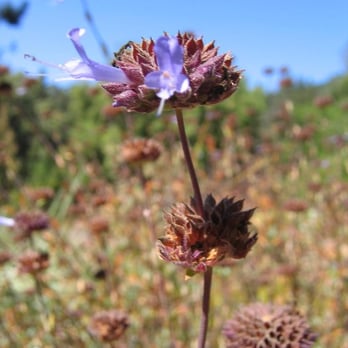 Regional Parks Botanic Garden at Tilden - Botanical Gardens Near Me - Berkeley, California