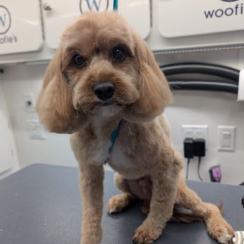 Woofie's - Pet Groomers Near Me - Dallas, Texas