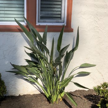 Ricardo's Nursery - "Bird' of Paradise" I look forward for the blossoms!!! - Nurseries & Gardening Near Me - Long Beach, California Ricardo's Nursery - "Bird' of Paradise" I look forward for the blossoms!!! - Nurseries & Gardening Near Me - Long Beach, California