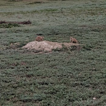 Theodore Roosevelt National Park - Prairie dog town - Parks Near Me - Medora, North Dakota Theodore Roosevelt National Park - Prairie dog town - Parks Near Me - Medora, North Dakota