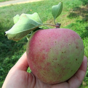 Apple Hill Farm - Fruits & Veggies Near Me - New Paltz, New York